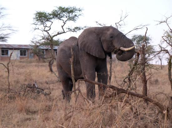 Figure 3: an elephant in Village A, Serengeti District (Photo: Yukino Iwai)