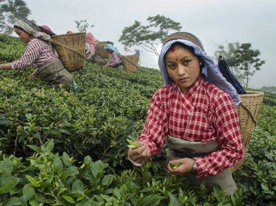 female tea pluckers at work in a Darjeeling tea garden