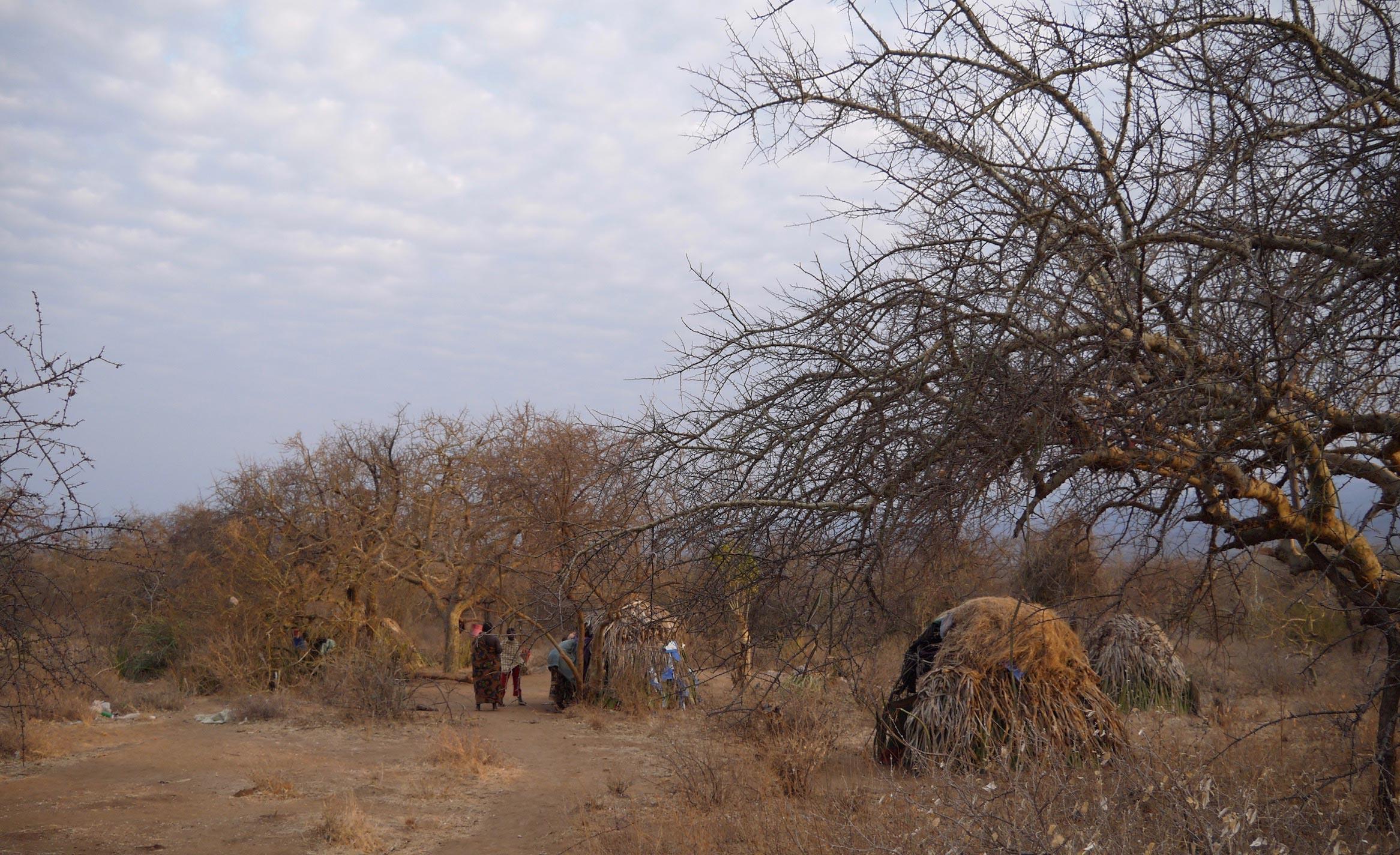 A Hadza bush camp (Haruna Yatsuka)