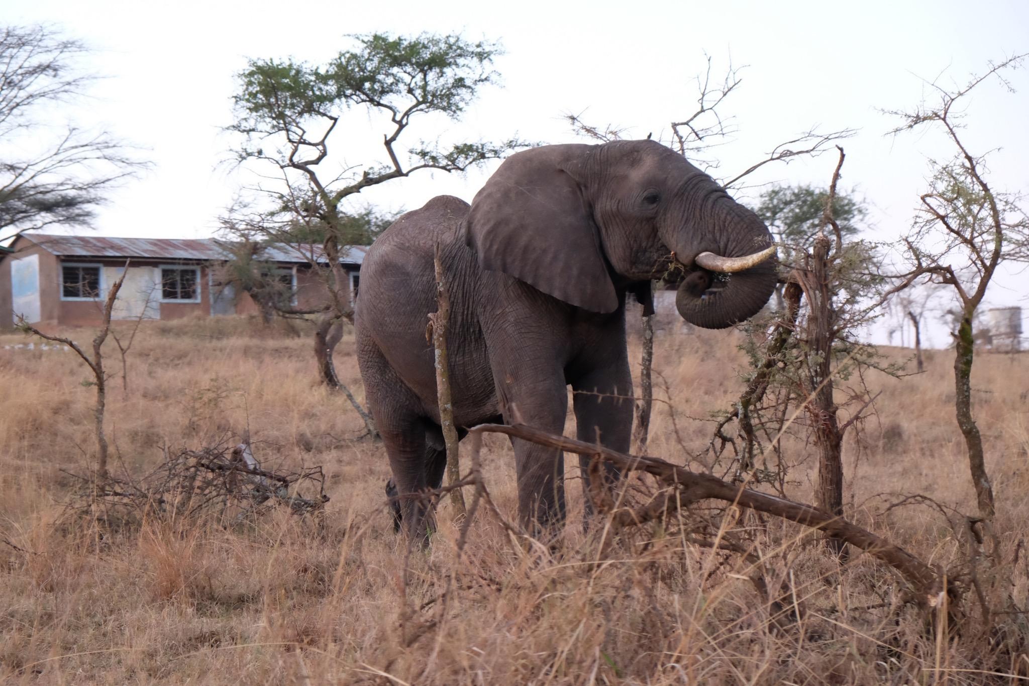 Figure 3: An elephant in Village A, Serengeti District (Yukino Iwai)