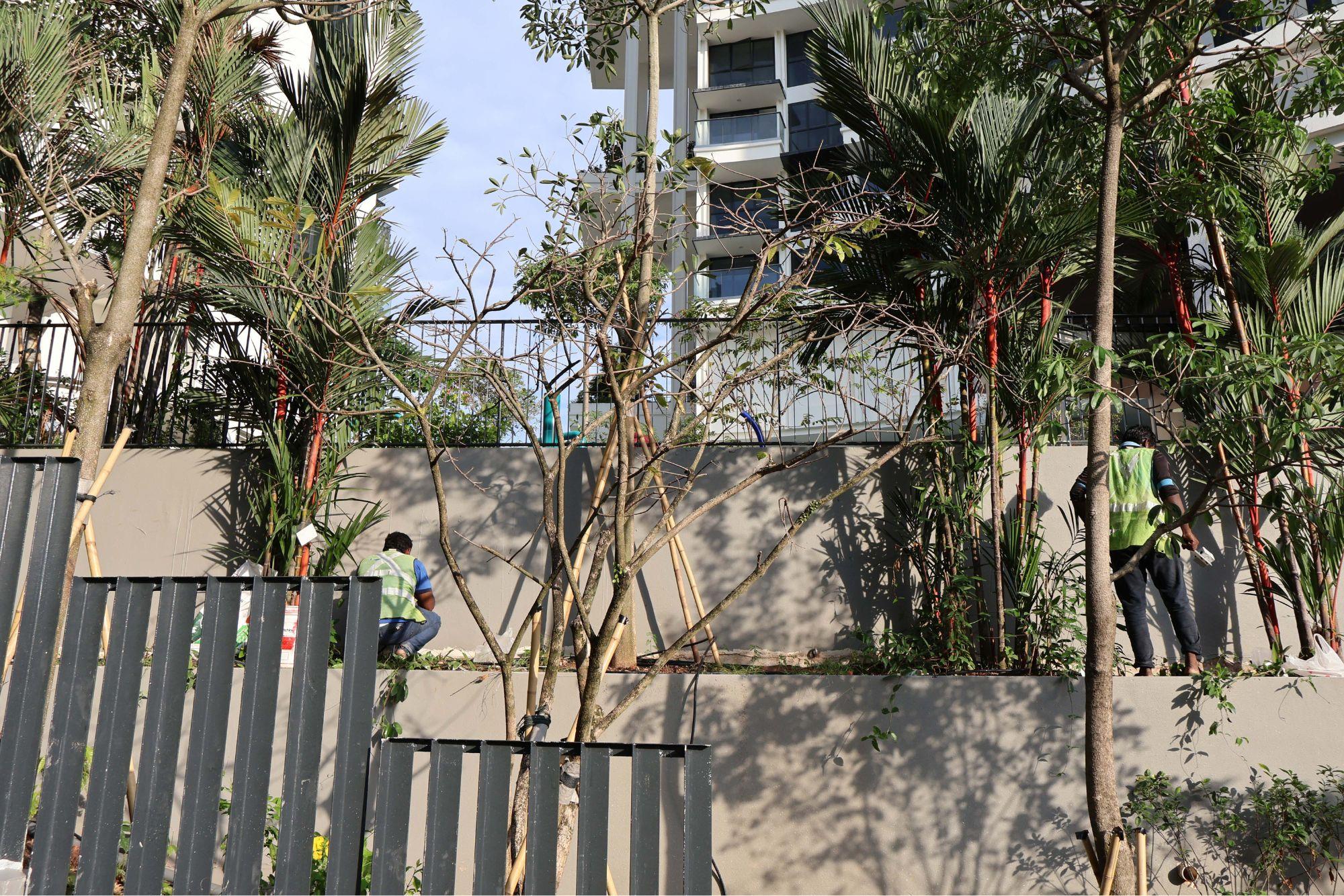 At Pearl’s Hill City Park, 22 acres in the center of Singapore, migrant workers stay until early evening to help plant the City in Nature.
