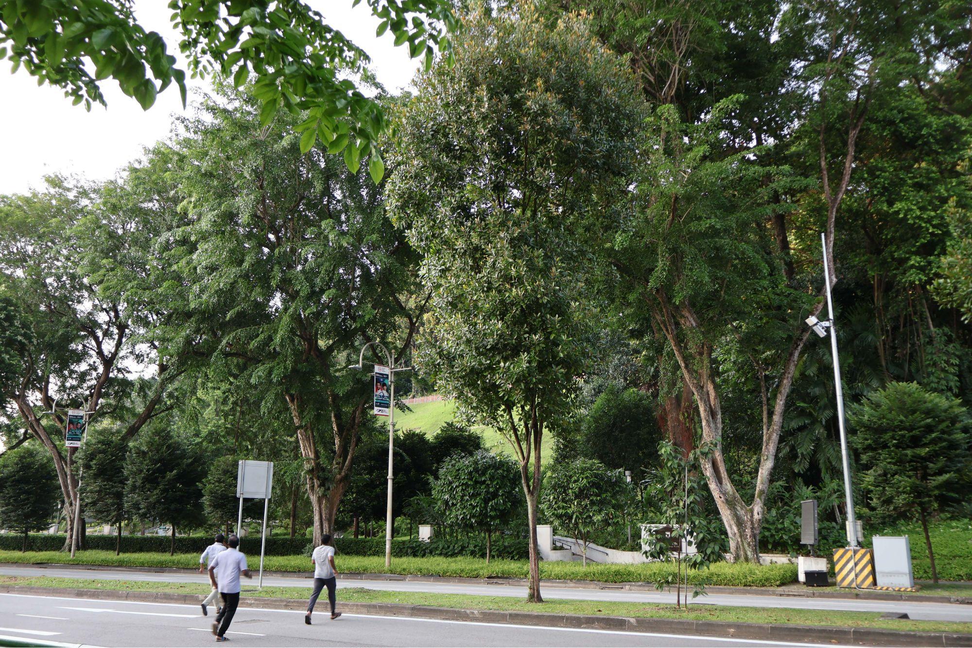 Multi-layered greenery shapes the streetsides of Singapore, mimicking the growth of an indigenous tropical forest.