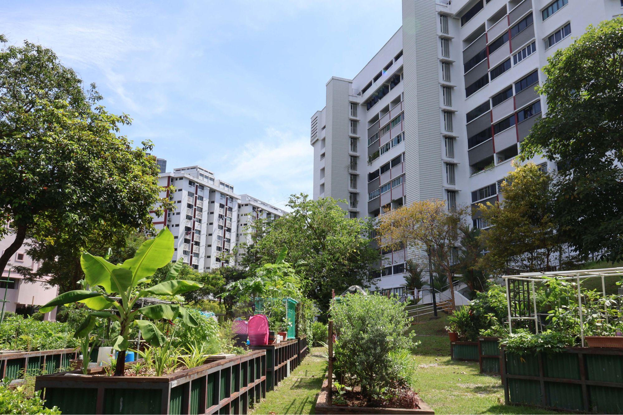 Allotment garden beds plotted beside an HDB public housing block allow residents to harvest produce in personal gardens, picked on a lottery system.