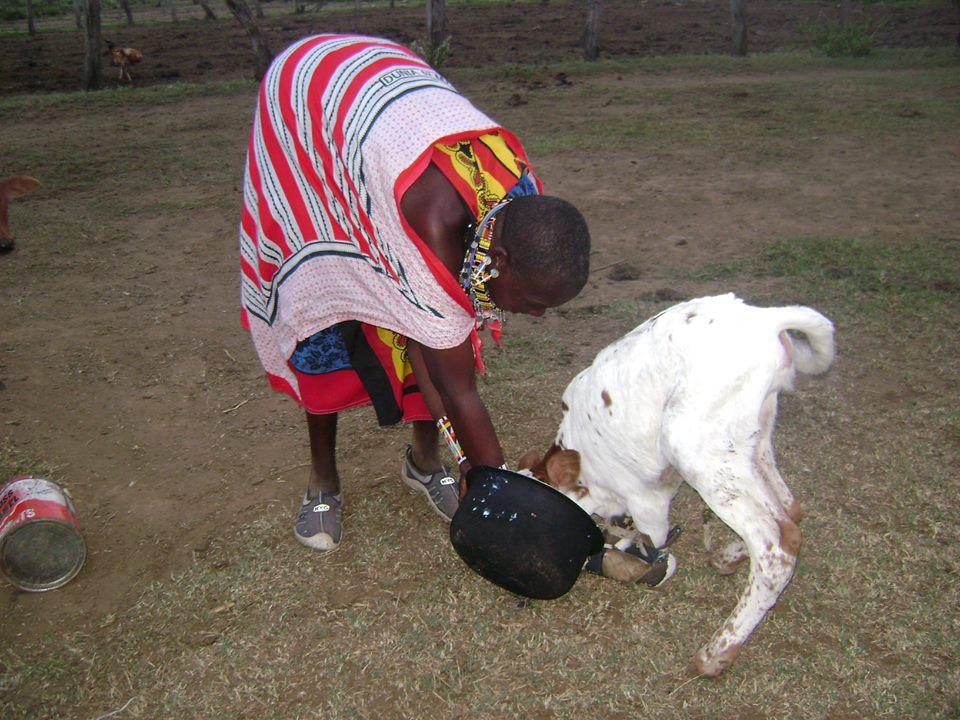 A Maasai woman taking care of a wounded goat