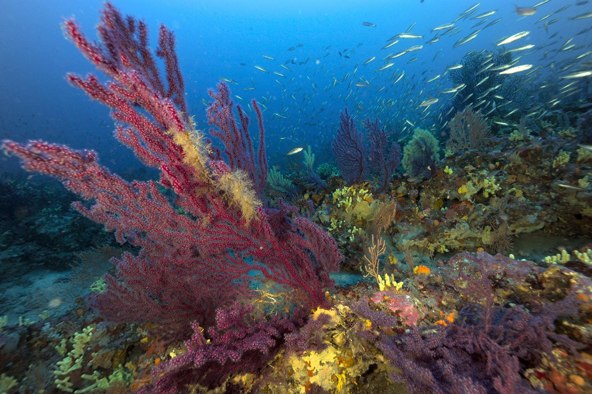 photo of teeming sea life around thriving coral fans and reef biotope