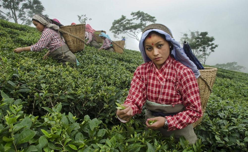 female workers harvesting tea on plantation in Darjeeling