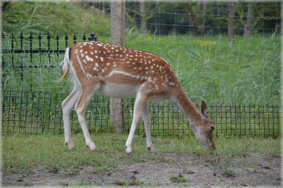 deer eating grass