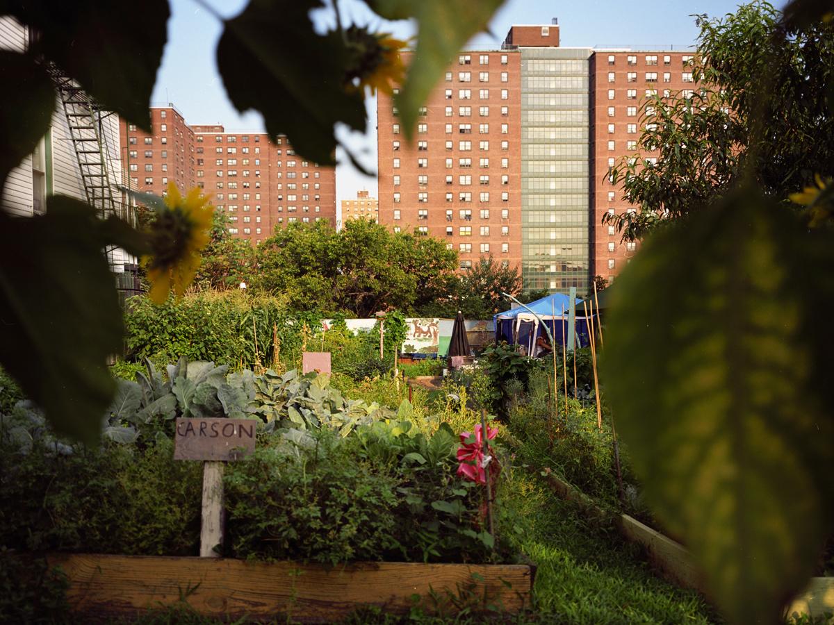 urban garden project in the Bronx, New York