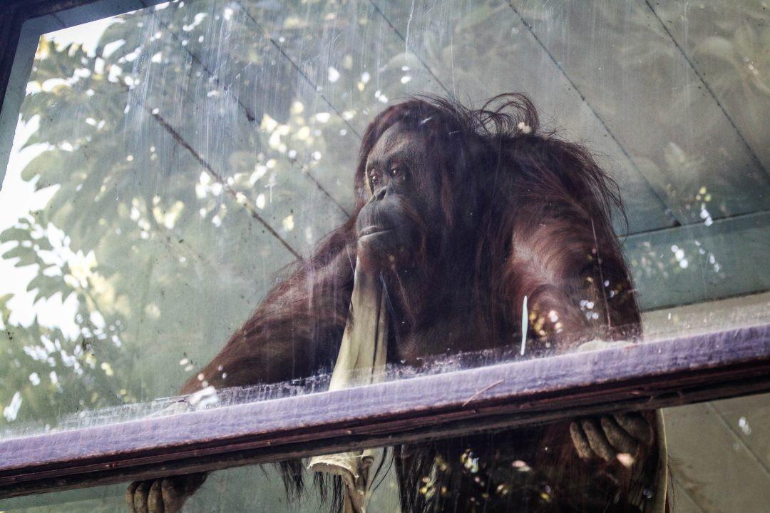 Sandra, the orangutan, at the Buenos Aires Zoo