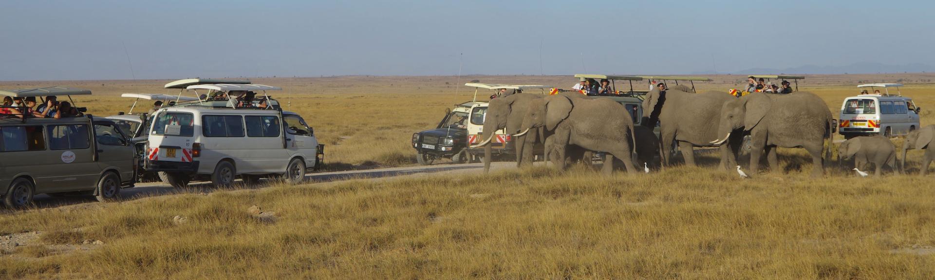 Figure 1: International tourists taking pictures of elephants in Amboseli National Park. (Toshio Meguro)