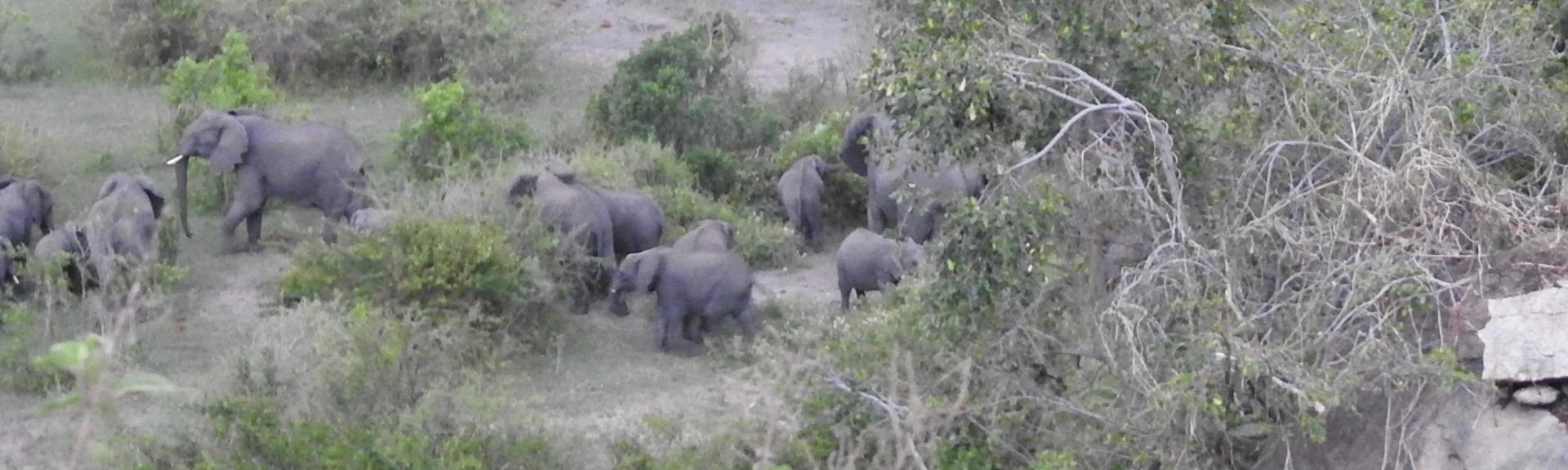 Figure 4: part of a herd of fifty elephants in the village as a villager tries to drive them back into the reserve (Yukino Iwai)