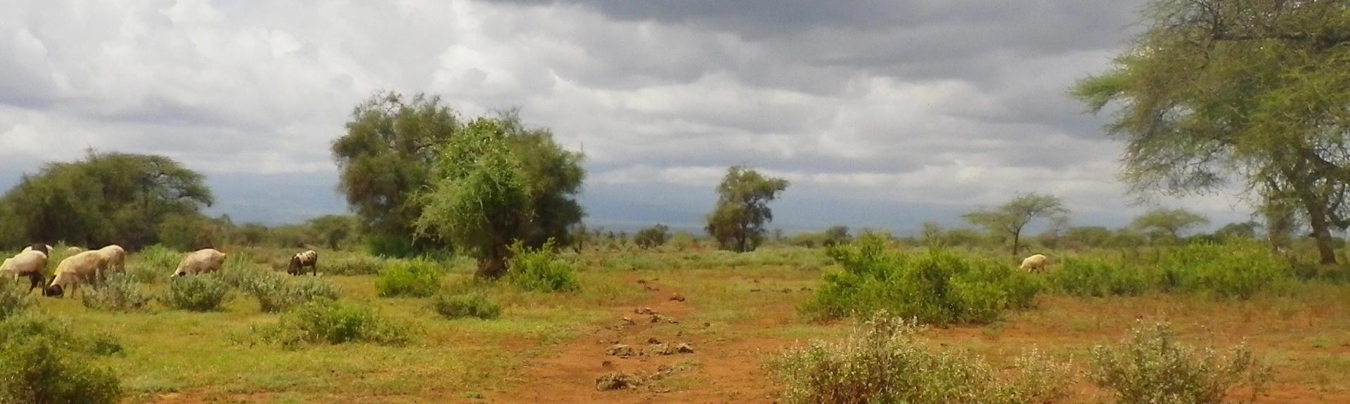 scenery of Osupuko Conservancy. There is no tourism development and local people, livestock, and wildlife continue to use it. (Photo: Toshio Meguro)