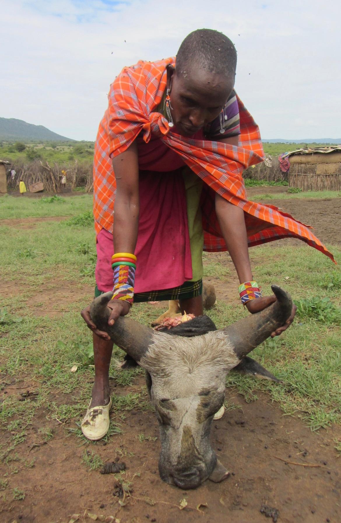 Maasi villager displays the head of a bull recently killed by lions.