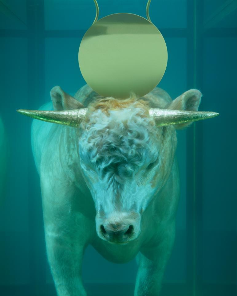 The Golden Calf. artist: Damien Hirst