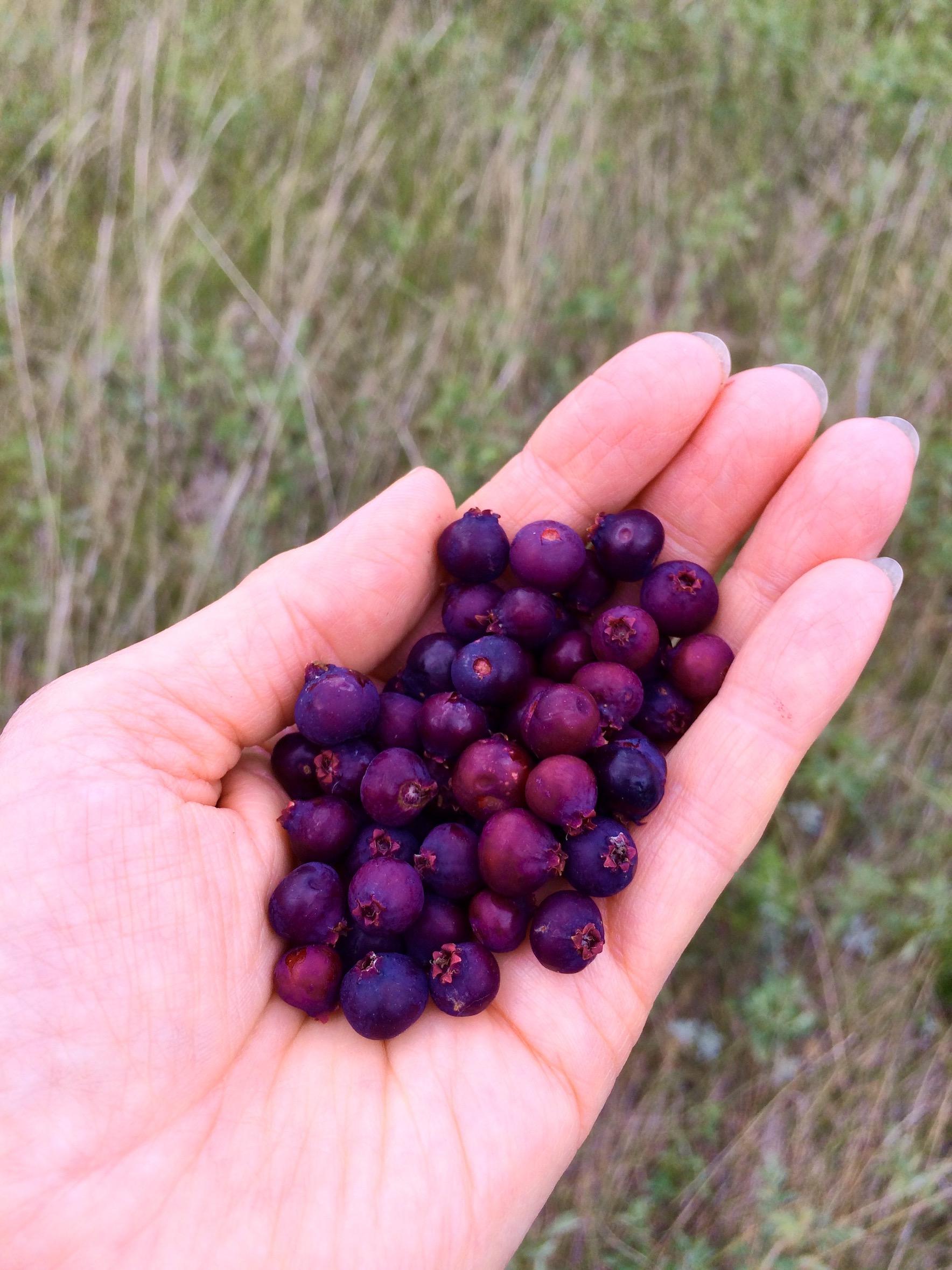 a hand holding freshly picked saskatoon berries