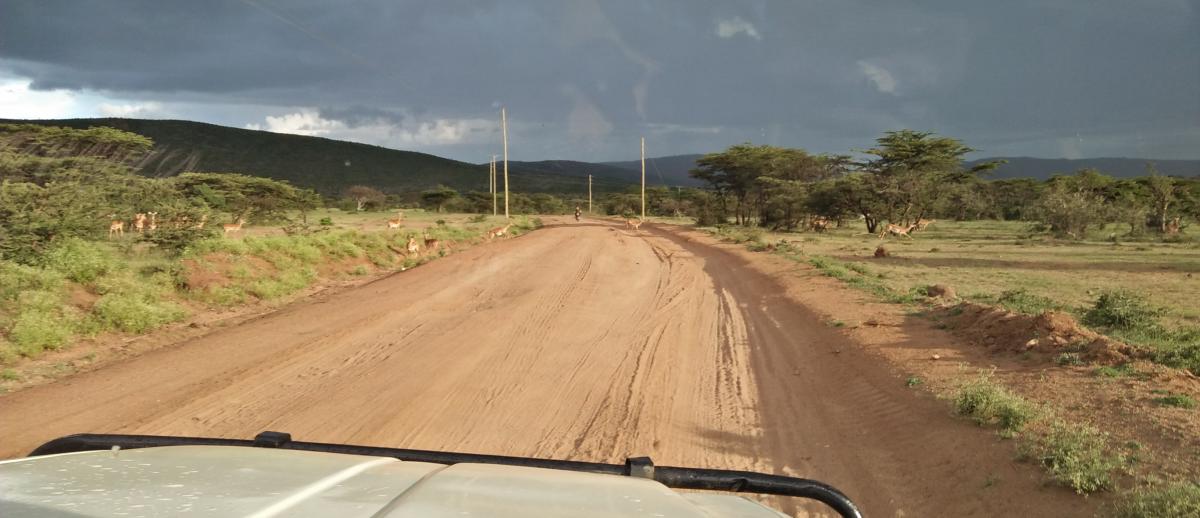 wild antelope cross a road through the Olaroo Conservancy in Kenya's Maasai rangelands.