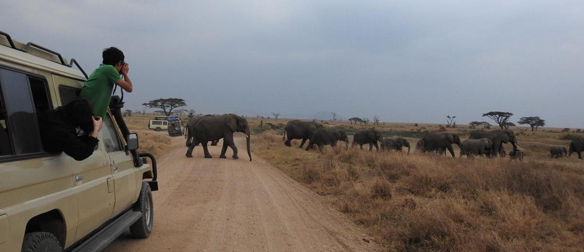 Figure 1: photo of tourists and elephants in the Serengeti (Yukino Iwai)