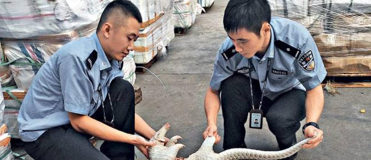 Chinese officials examine black market pangolin poached in Madhya Pradesh, India, 