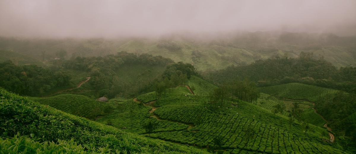 crop covered hillside on a Darjeeling tea estate