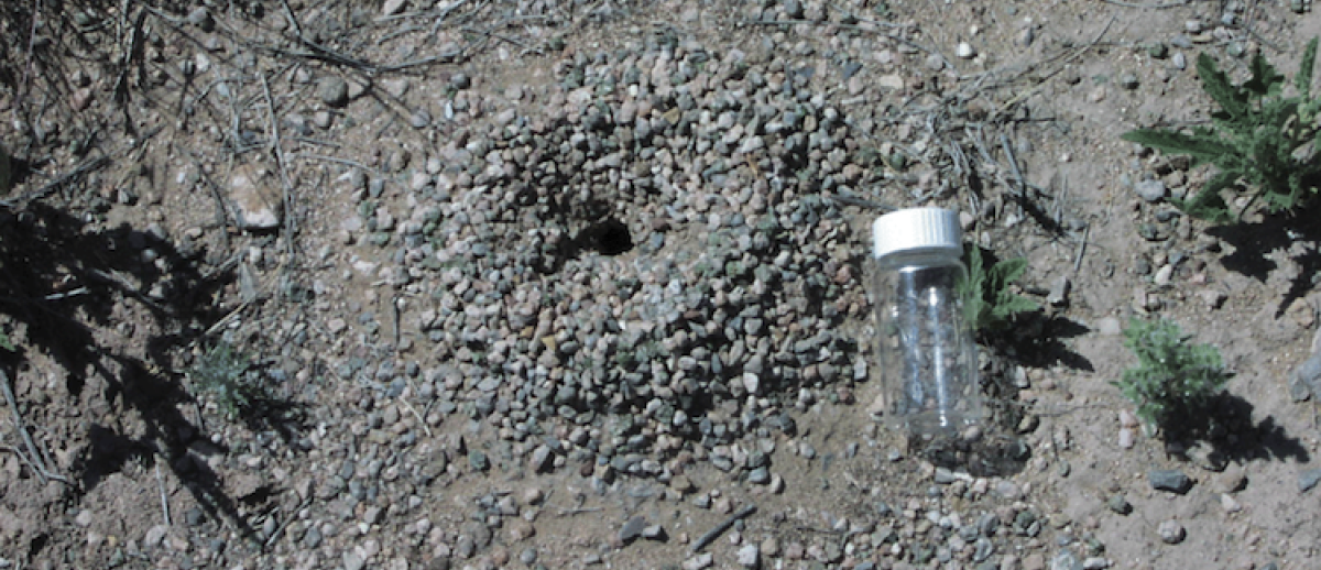Trinitite fragments around the top of an anthill near the Trinity site