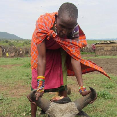 Maasi villager displays the head of a bull recently killed by lions.