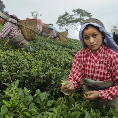 female tea pluckers at work in a Darjeeling tea garden