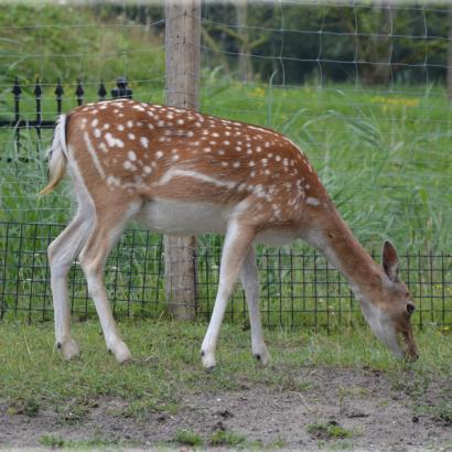 a deer grazes near a suburban fence